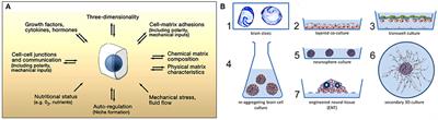 The Need for Physiological Micro-Nanofluidic Systems of the Brain